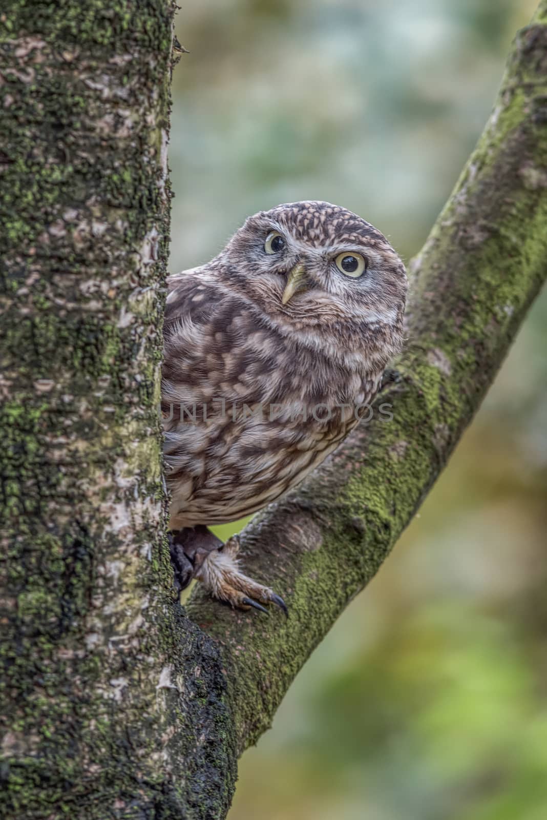 A close up of an alert  captive little owl perched in the fork of a tree peeping out from behind the trunk