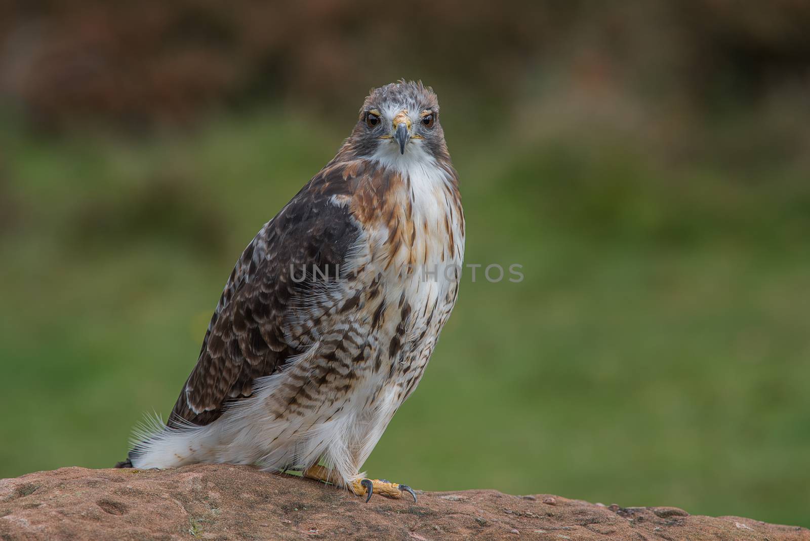 Full length photograph of a red tailed hawk on a rock staring straight forward at the viewer
