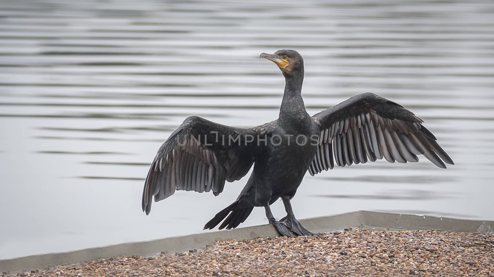 Cormorant with wings spread by alan_tunnicliffe