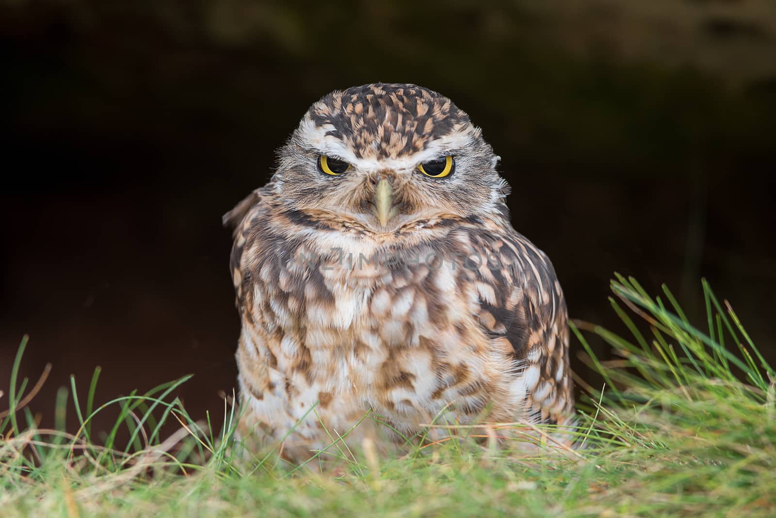 Burrowing owl staring forward by alan_tunnicliffe