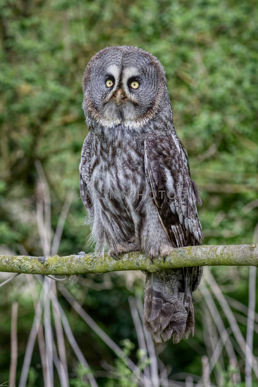 Great gray owl perched by alan_tunnicliffe