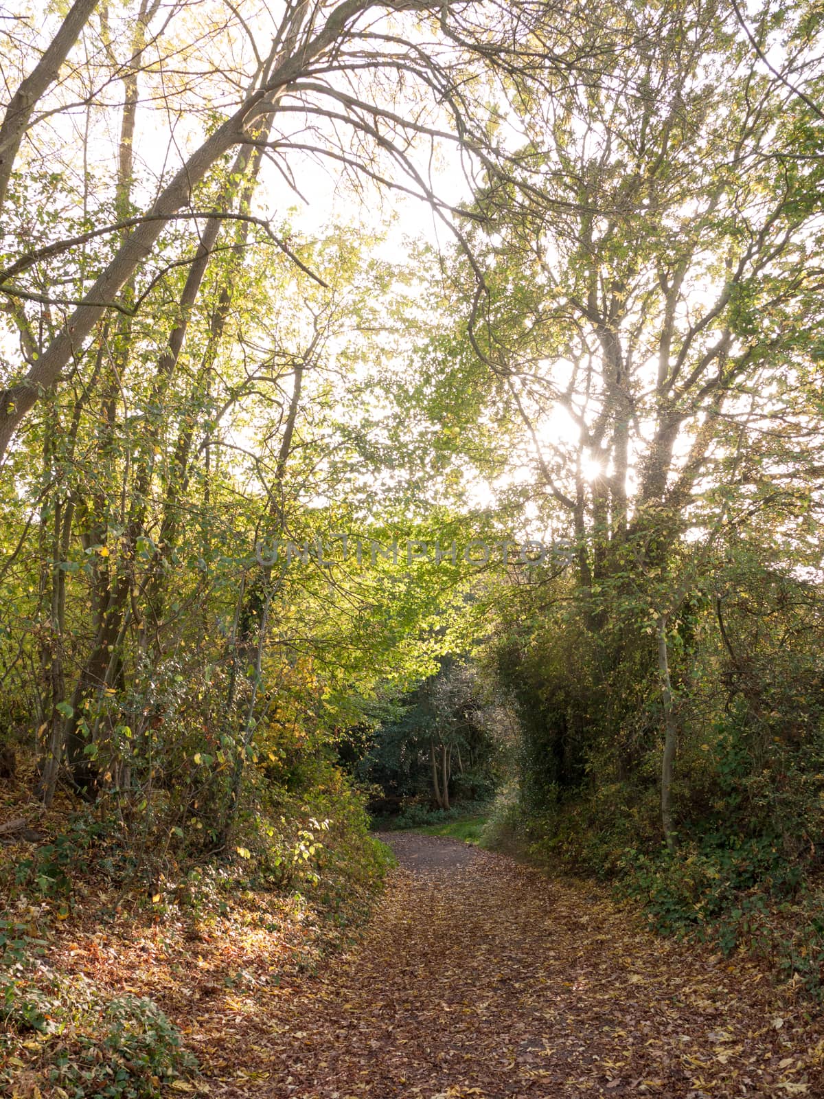 beautiful shining light through trees on country path scene by callumrc