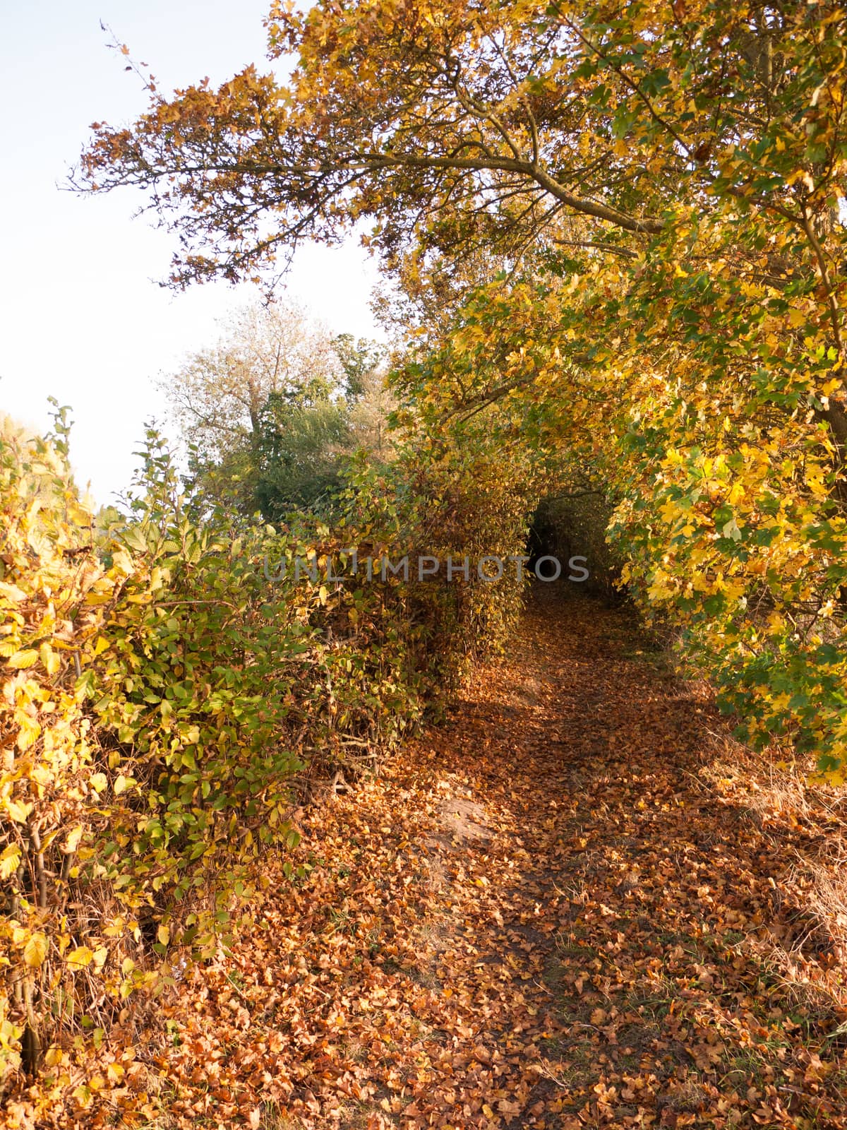 autumn leaf pathway through country empty trees hedgerow by callumrc