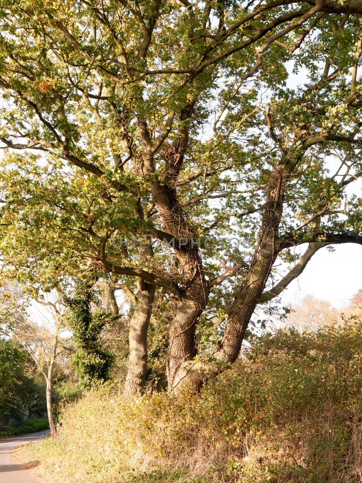 golden glorious bark and leaves of thick country tree outside by callumrc