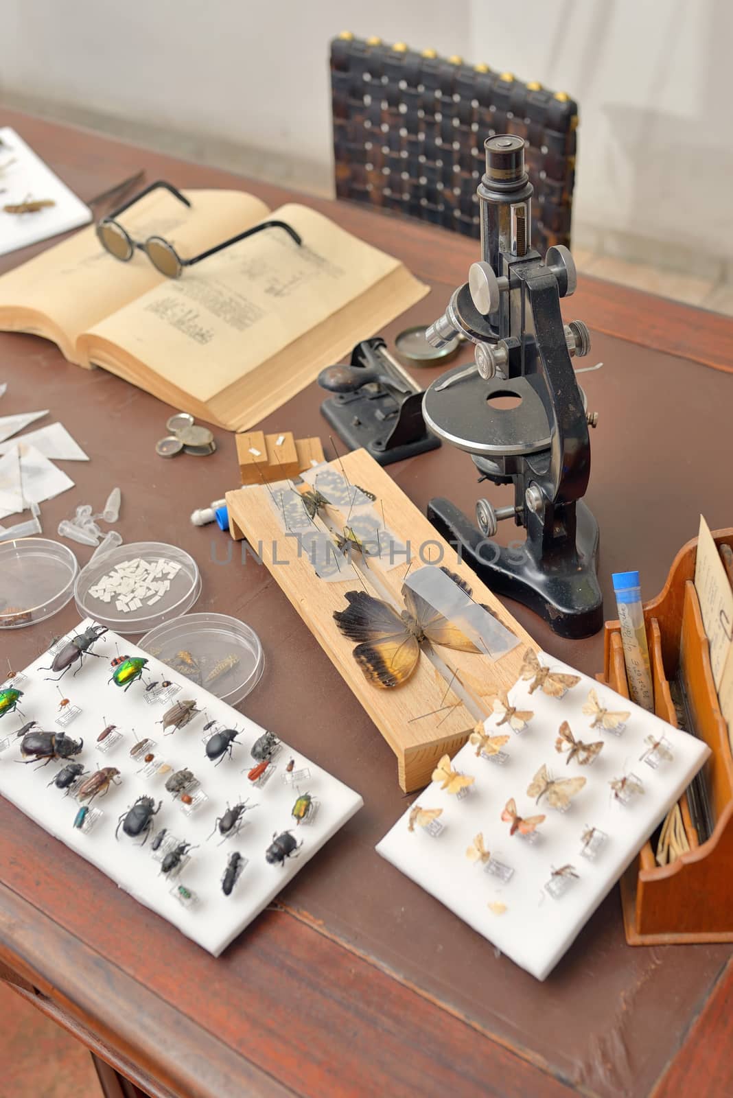 Entomologist office with Tools for Insect Collecting 