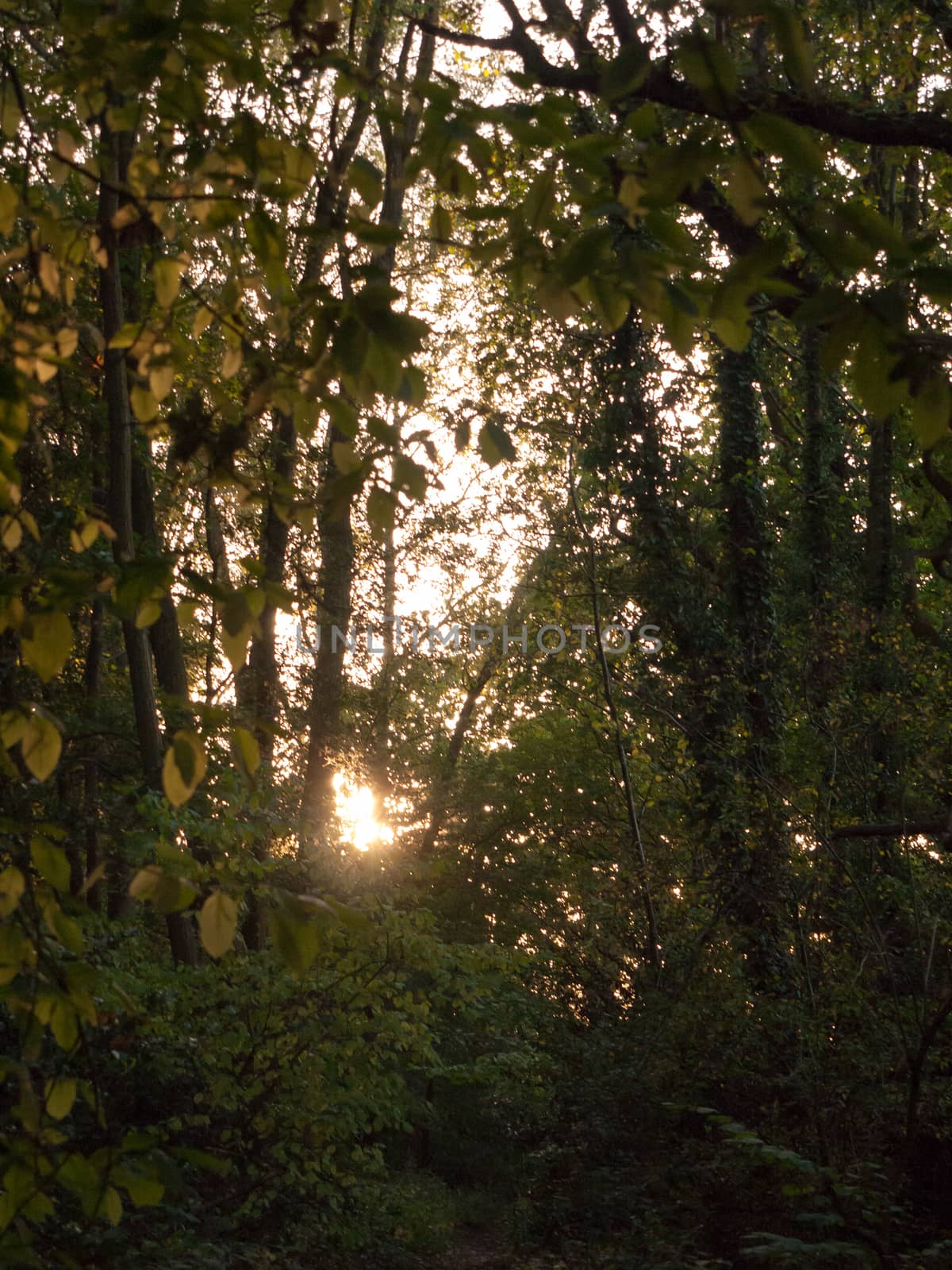 light setting shining through trees blur nature leaves autumn; Essex; England; UK