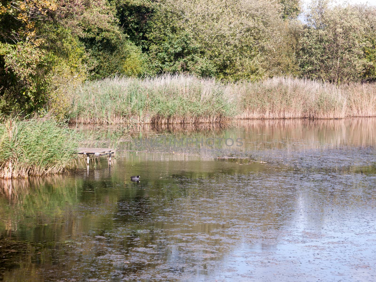 summer lake scene with small black coot swimming water; Essex; England; UK