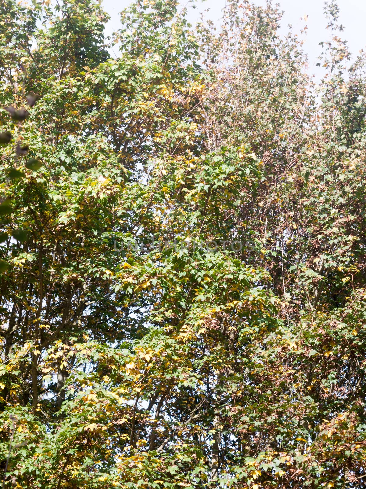 beautiful light country natural leaves tree green background; Essex; England; UK