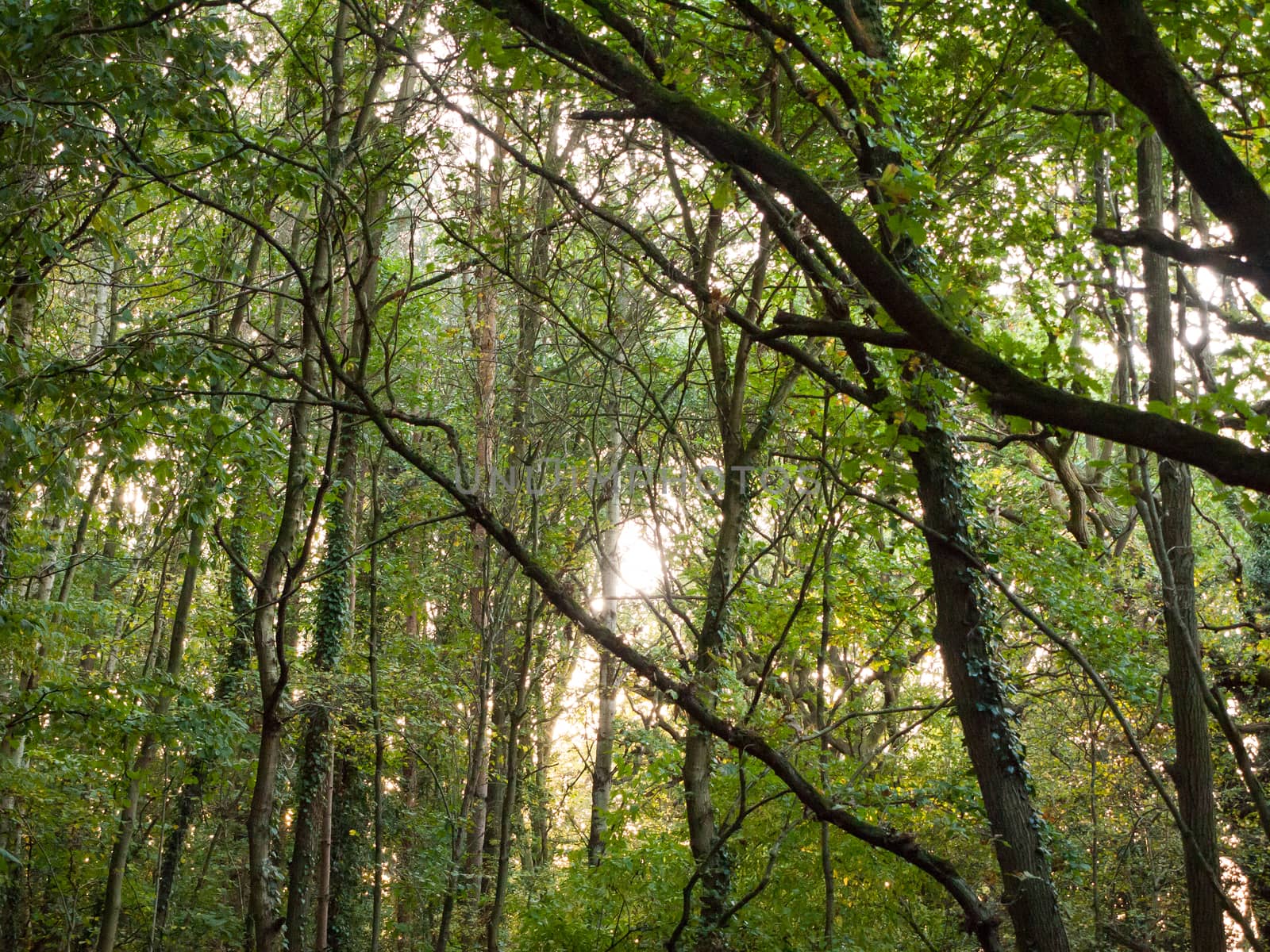 inside forest up high green leaves trees branches background; Essex; England; UK