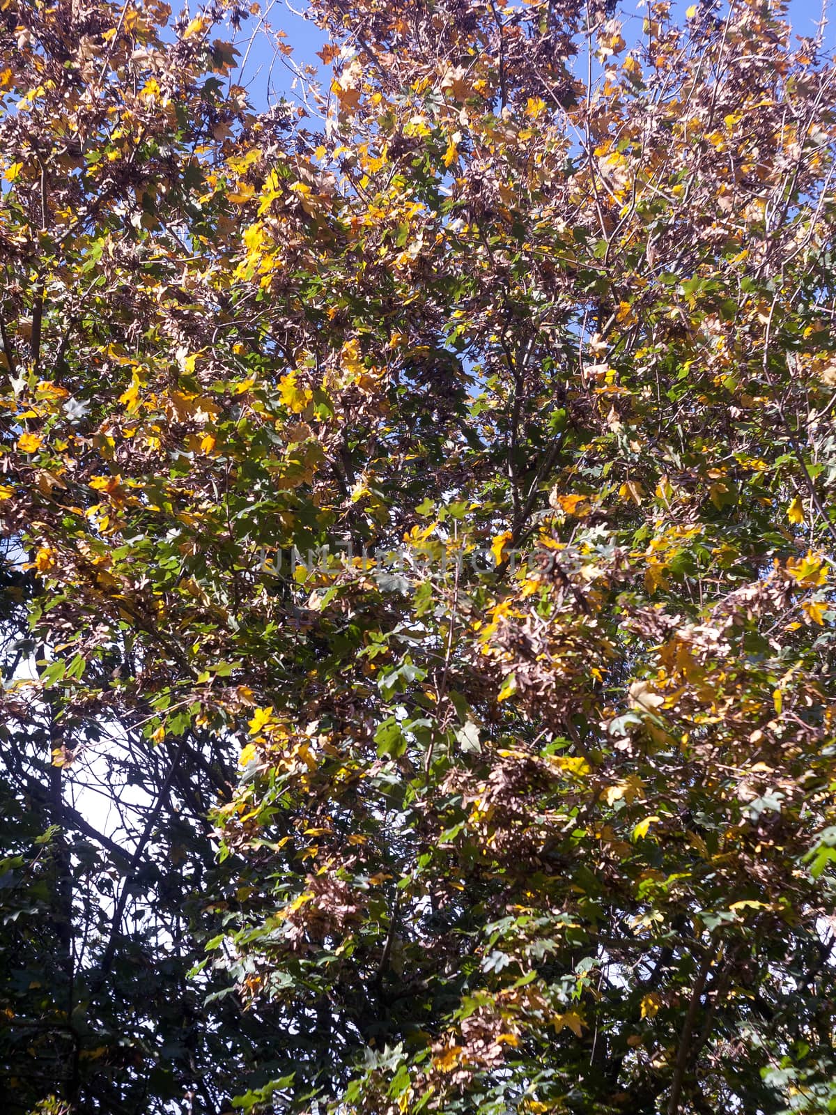 autumn yellow and green leaves background on tree; Essex; England; UK