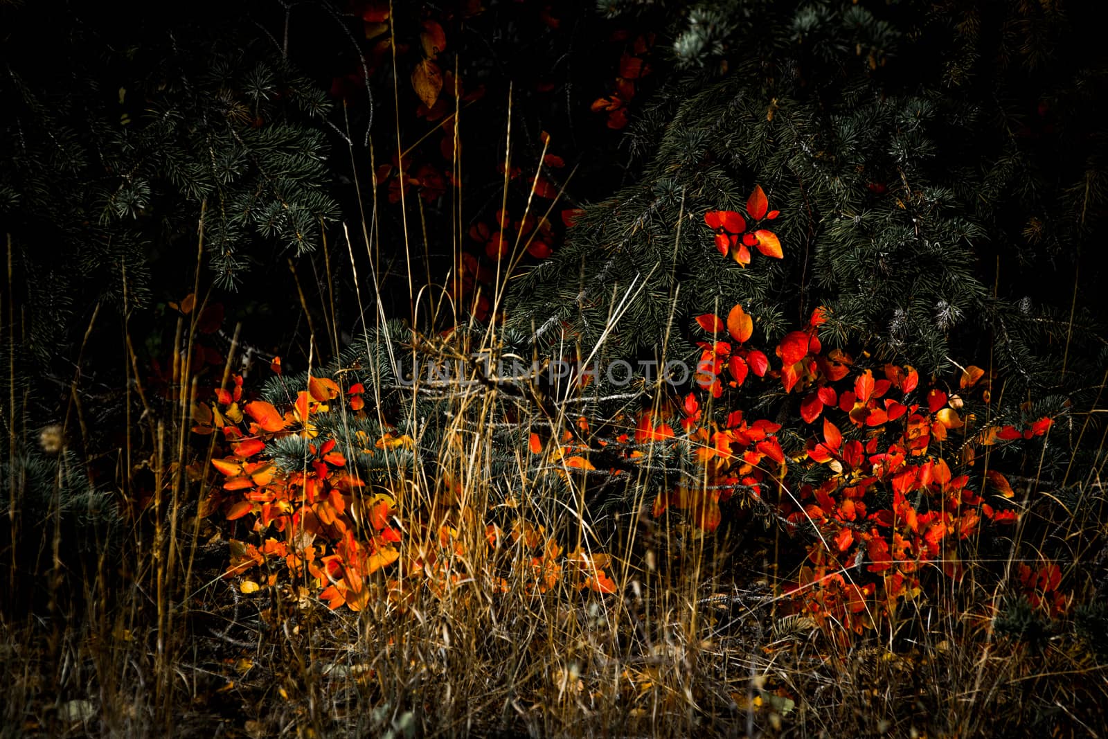 Autumn Colours in Wyoming by phil_bird