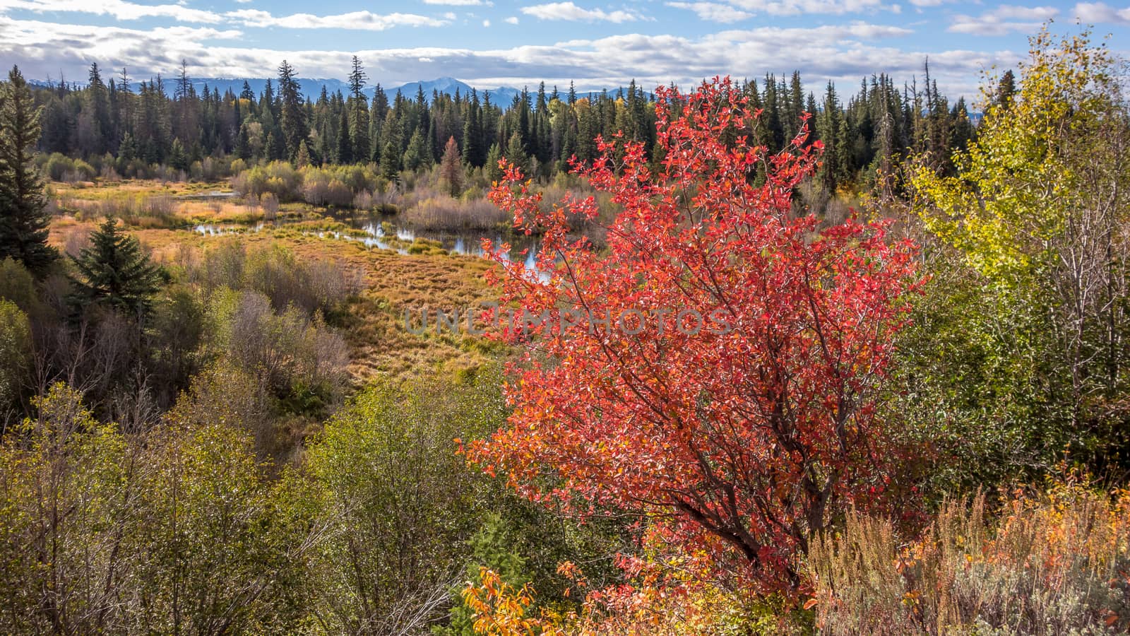 Autumn Colours in Wyoming