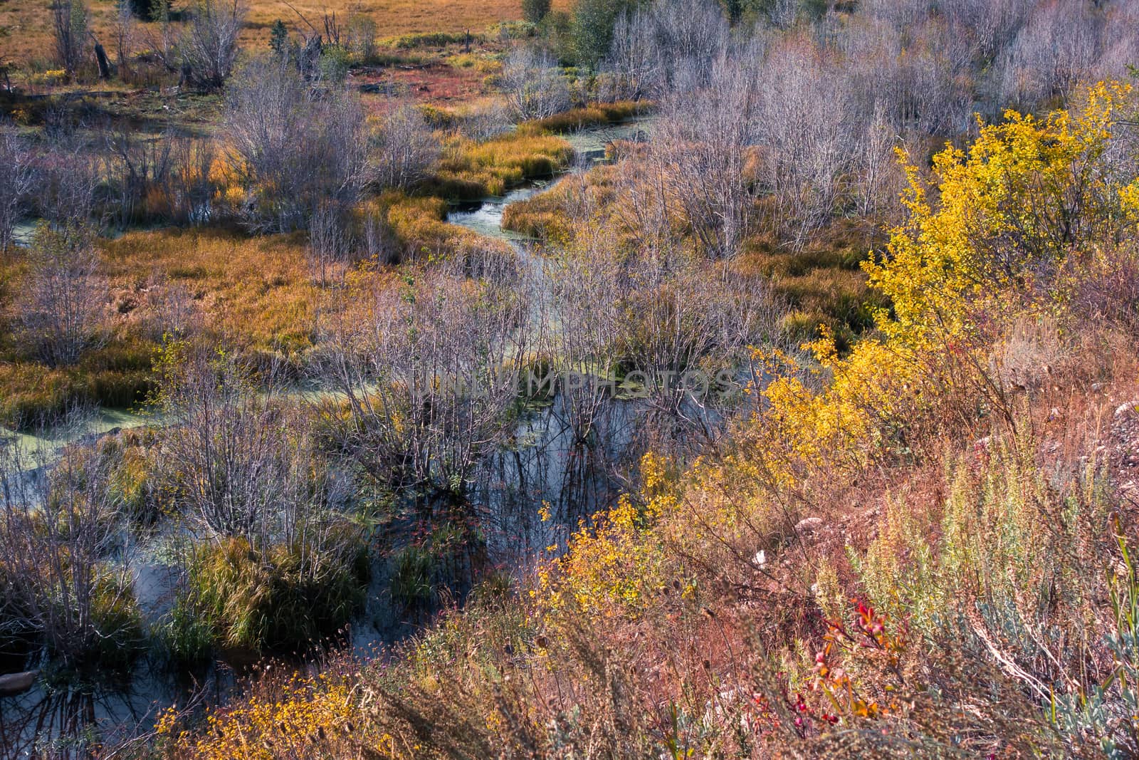 Autumn Colours in Wyoming by phil_bird