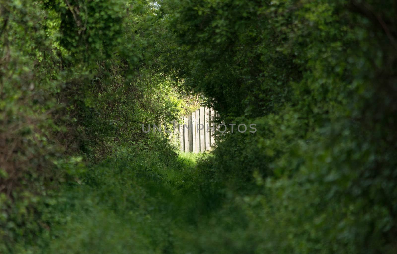 A hole appears in a green tunnel of trees and bushes in a nature reserve