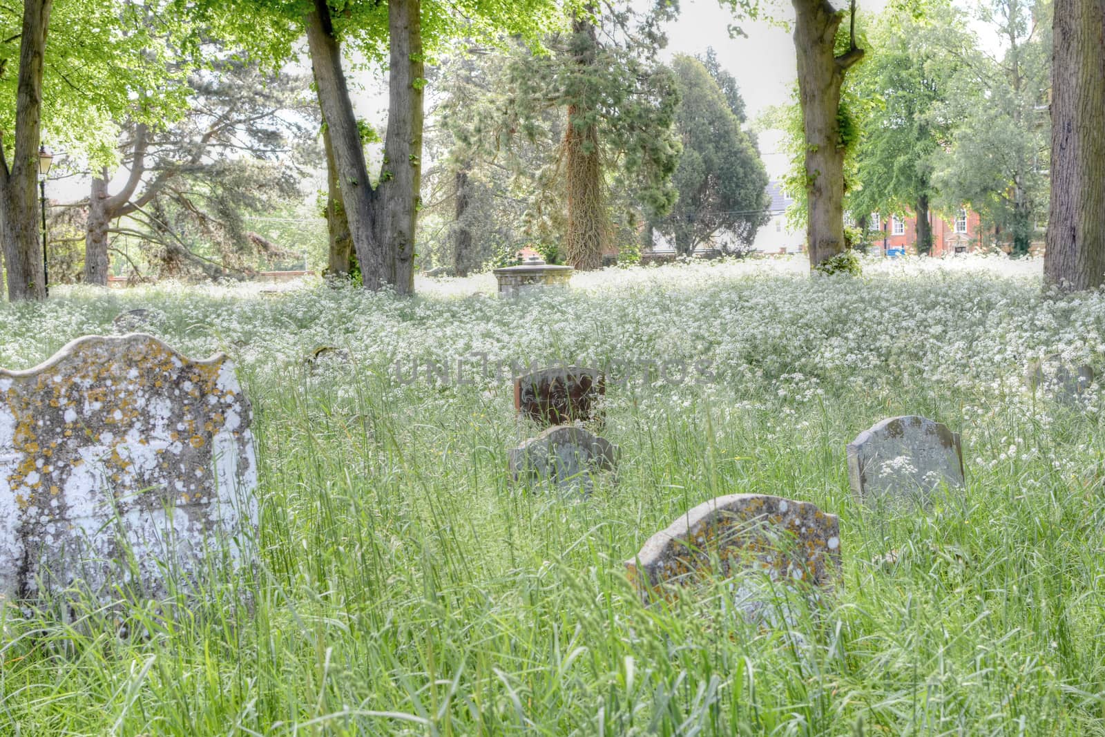 Grass and weeds smother the gravestones of a country graveyard