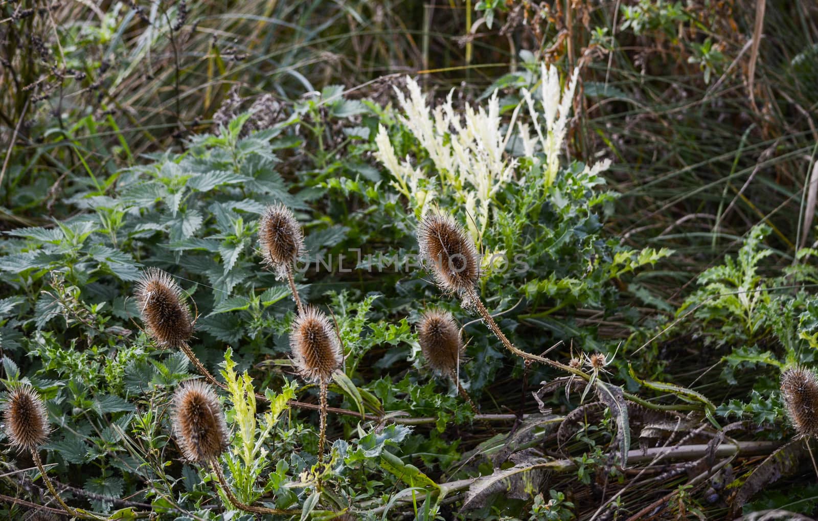 Wild plants and teasels grow in a woodland glade