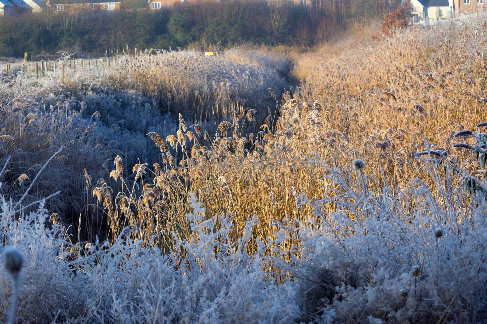 Winter frost in the grass by riverheron_photos