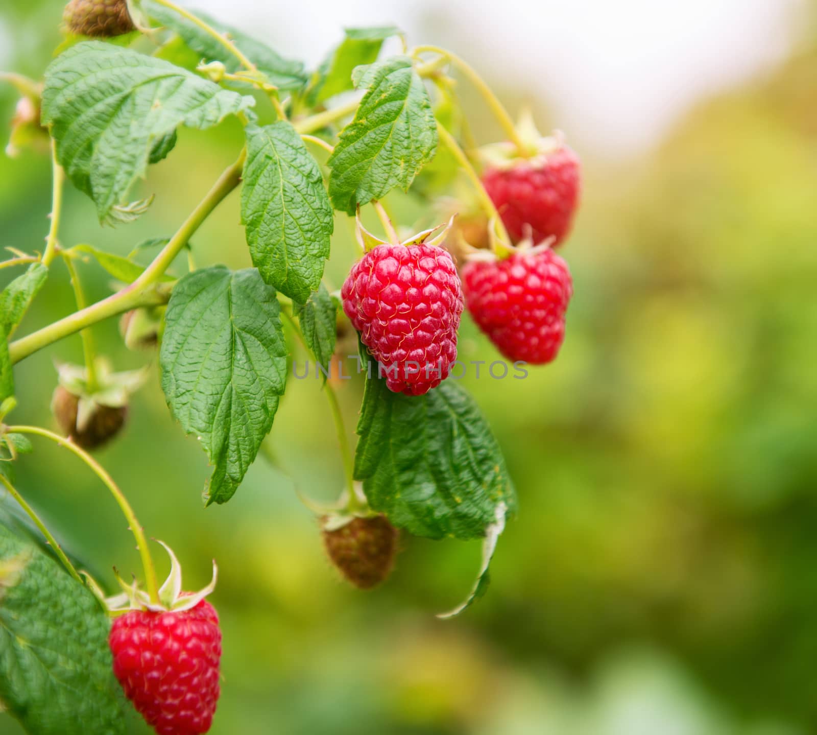 branch of raspberry with big red ripe berries by Draw05