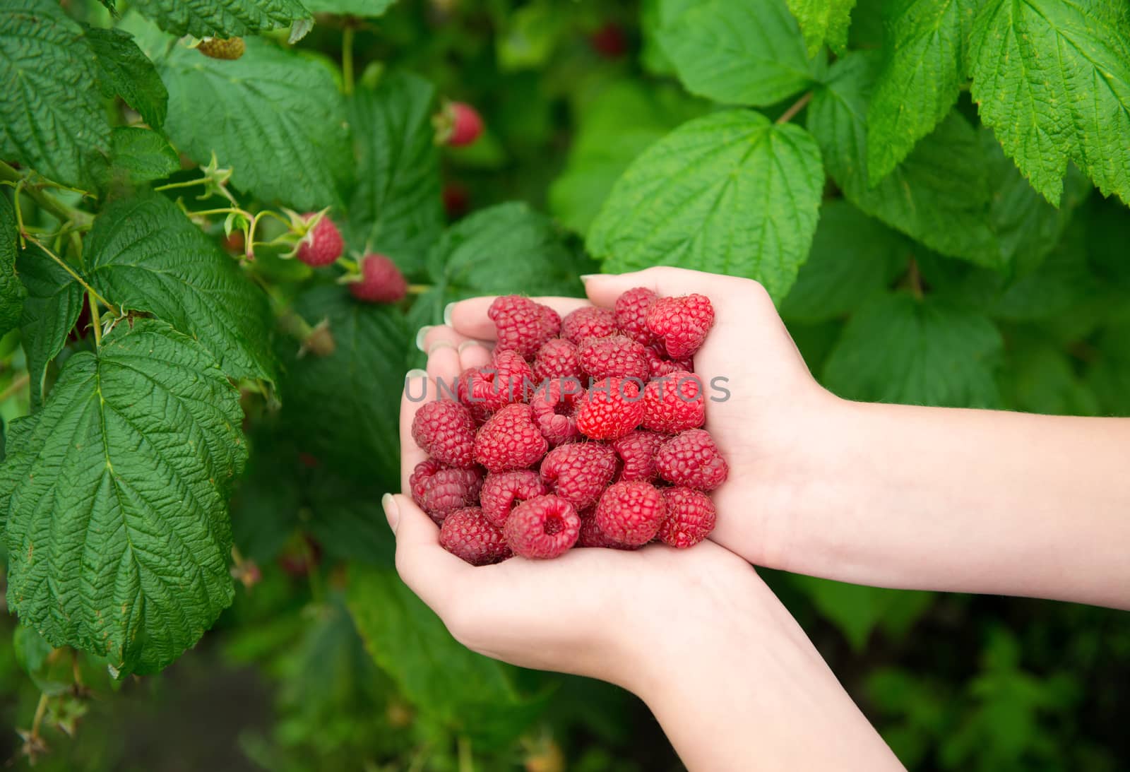 Woman hands with big red raspberries on background branch of raspberry 