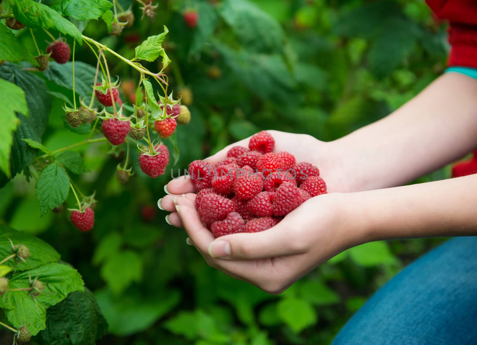 Woman hands with big red raspberries on background branch of raspberry 