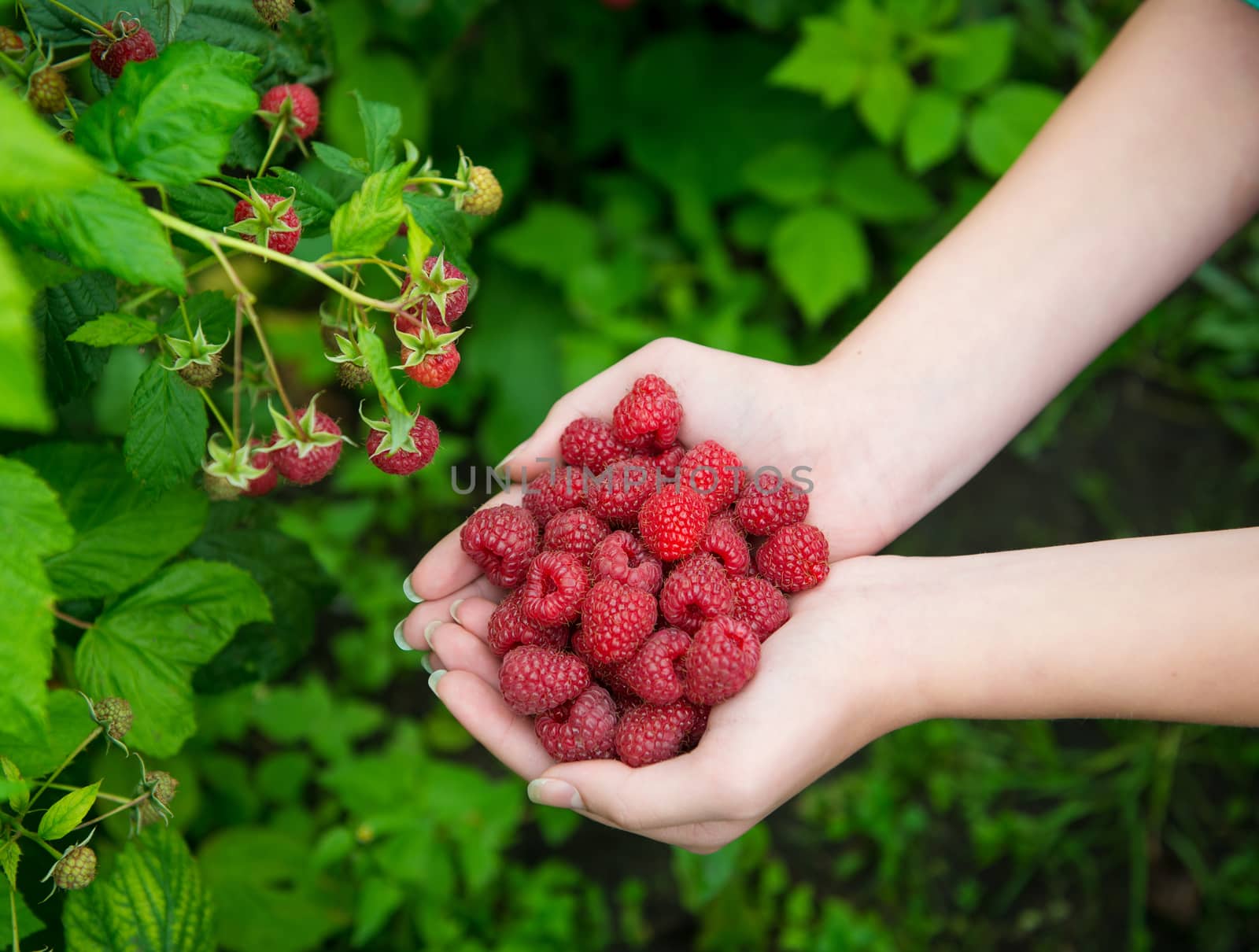 Woman hands with big red raspberries on background branch of raspberry 