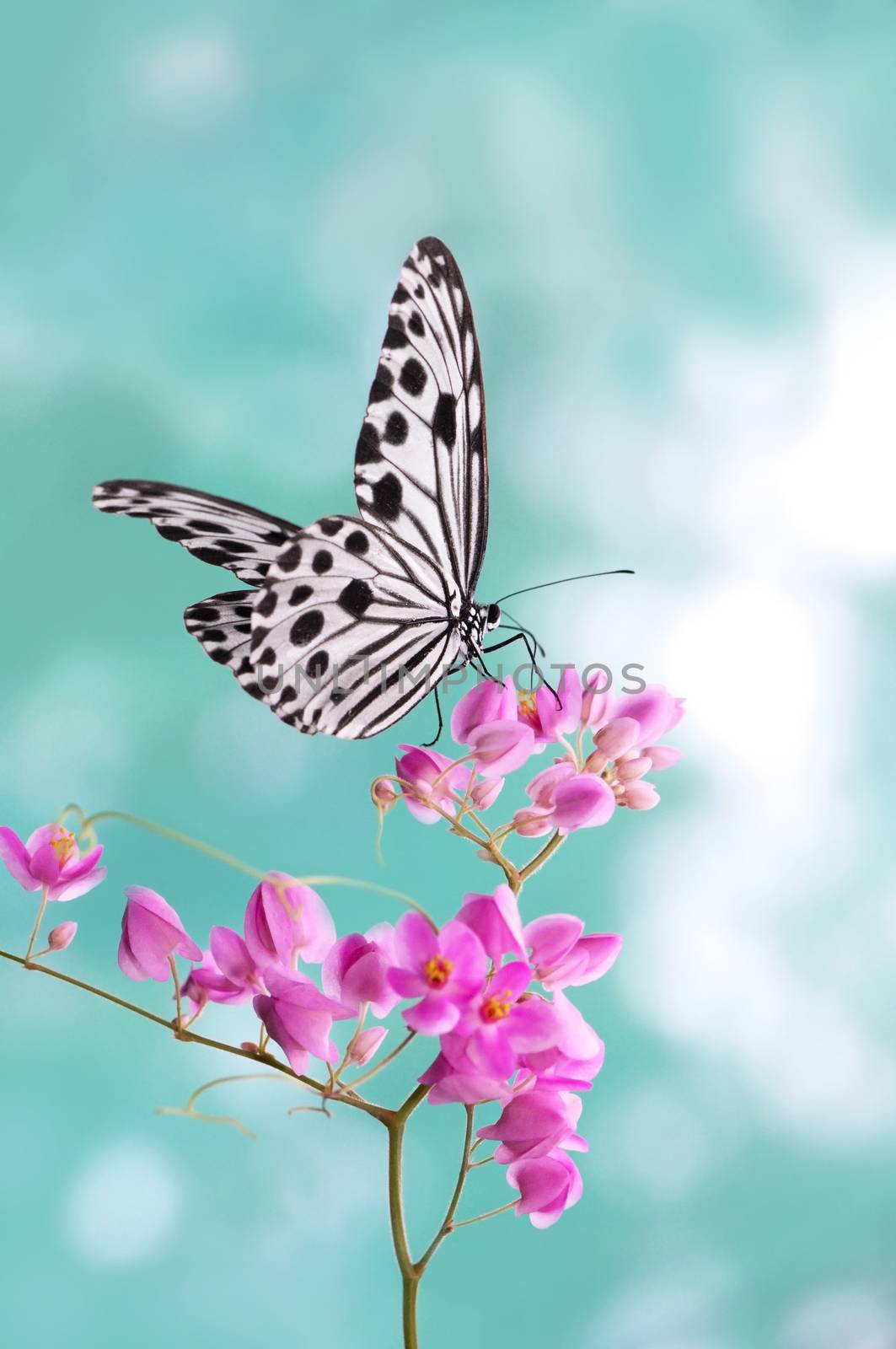 Paper Kite Butterfly by szefei