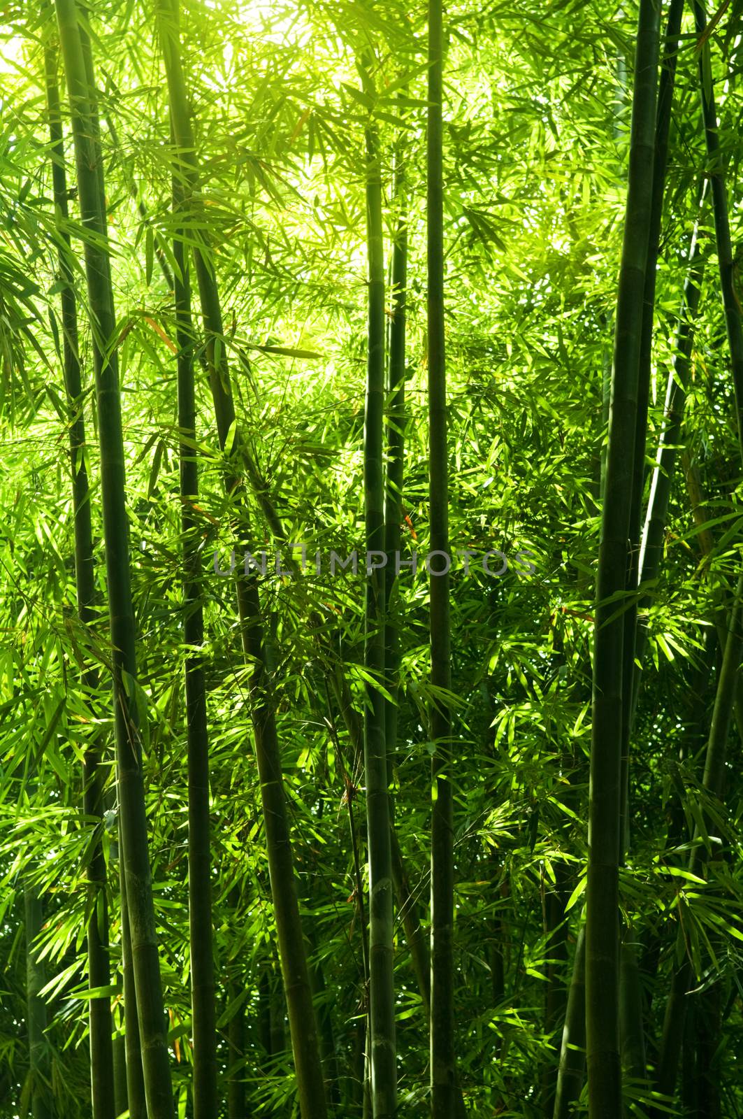 bamboo tree forest by szefei
