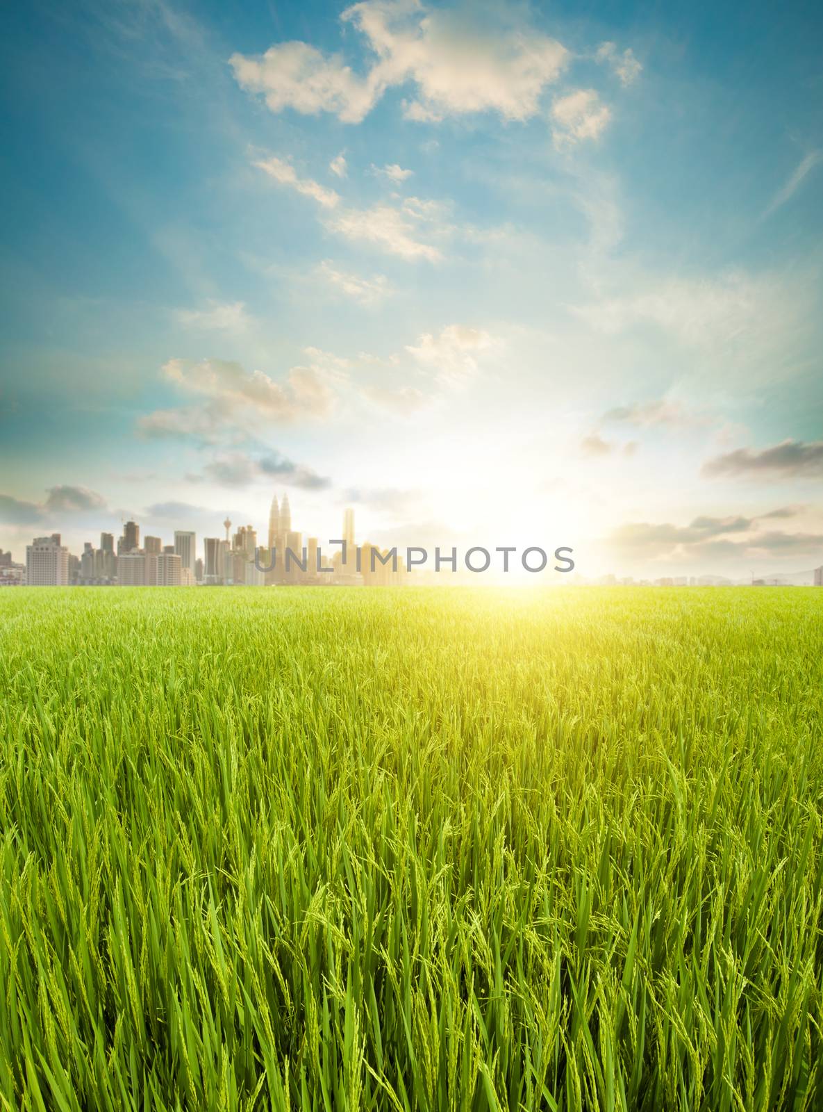 Kuala Lumpur city skyline and agriculture by szefei