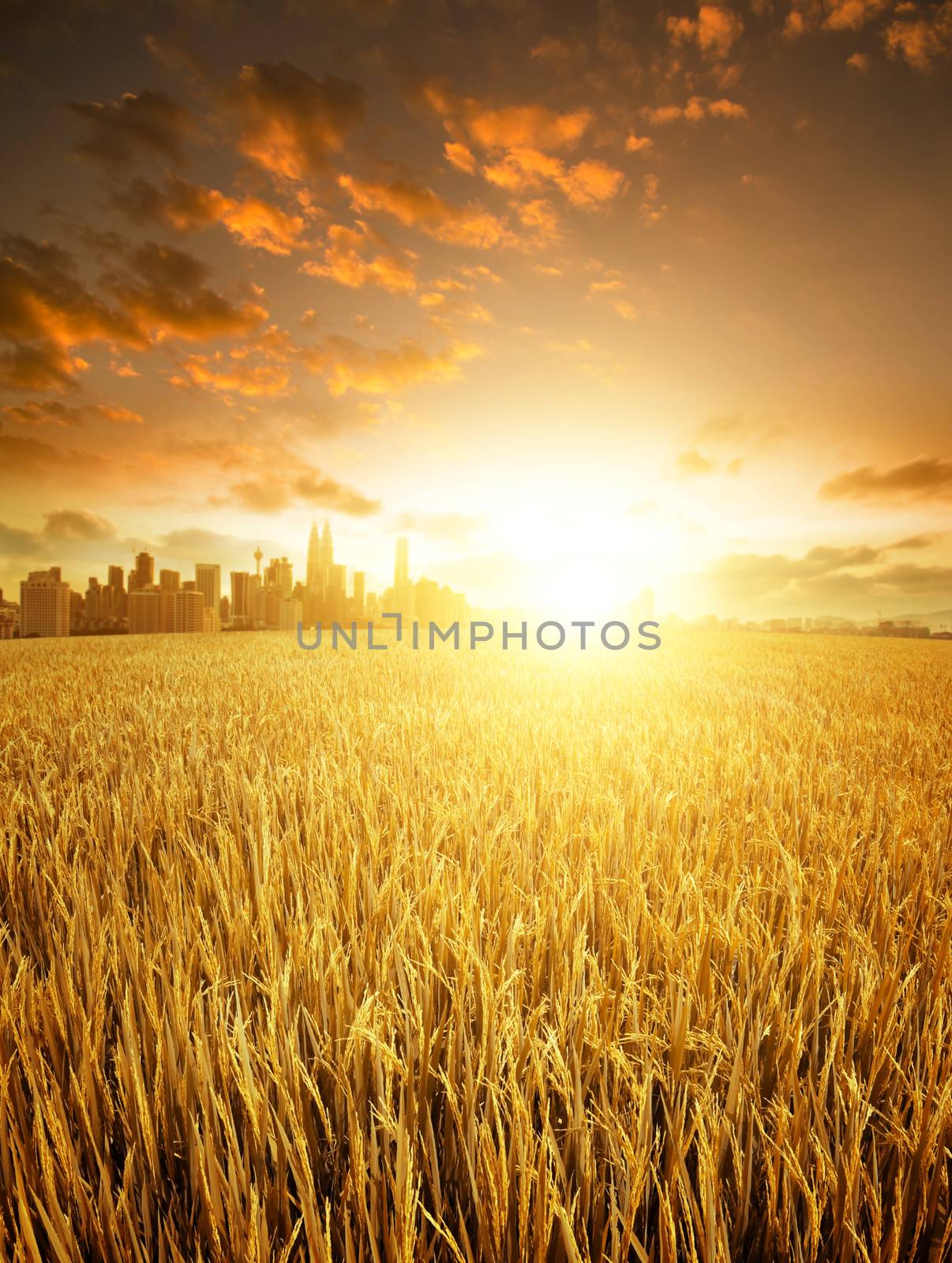 Malaysia landscape sunset view, paddy field at foreground, kuala lumpur city skyline view at the background.