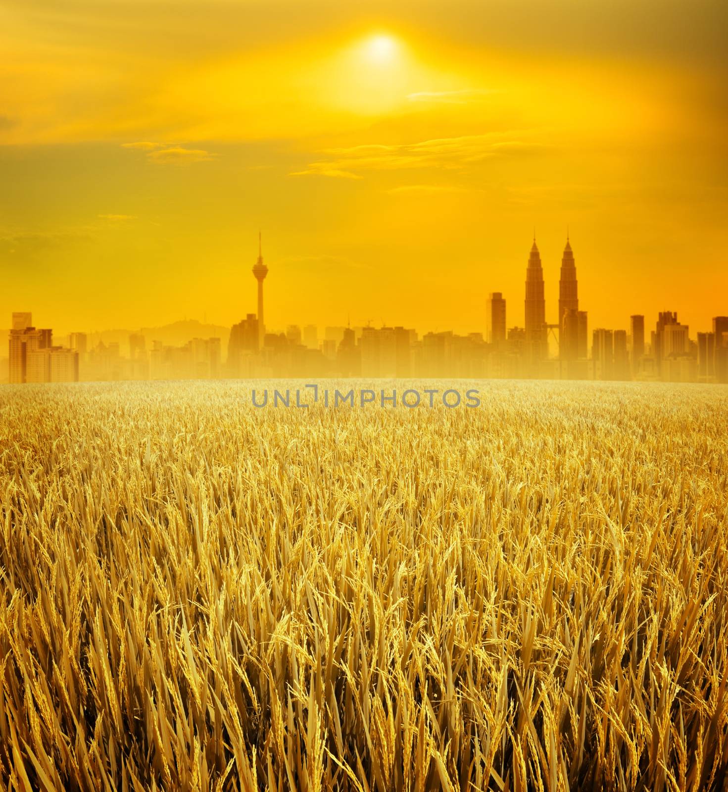 Kuala Lumpur city skyline and rice field by szefei