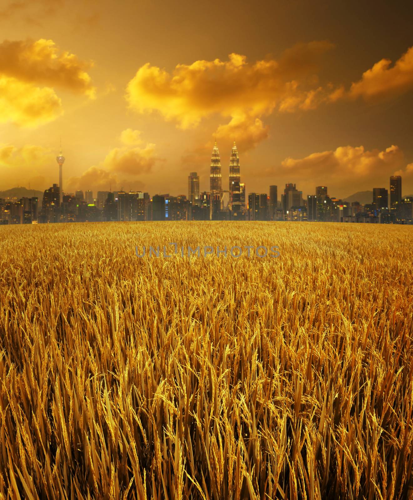 Malaysia landscape night view, paddy field at foreground, kuala lumpur city skyline at the background.