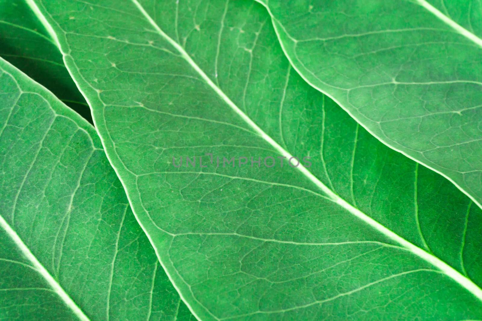 Green leaves of eucalyptus texture background