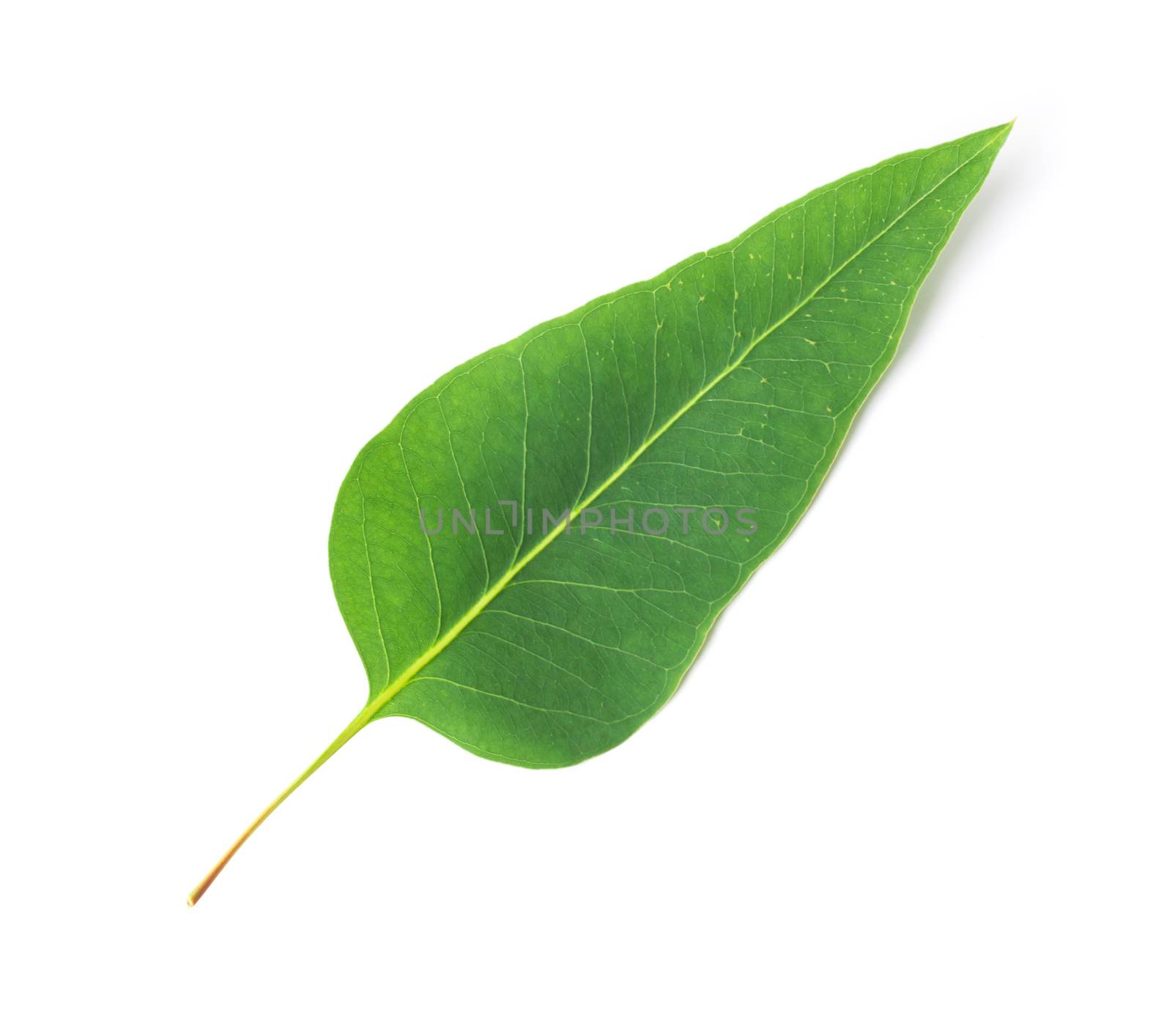 Green leaves of eucalyptus on white background