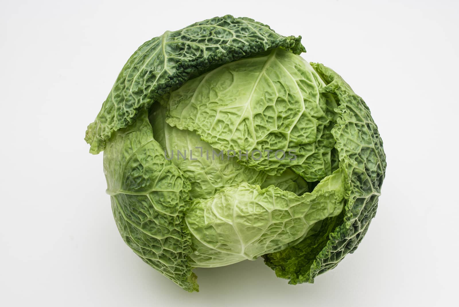 savoy cabbage on a white background  by AlessandroZocc