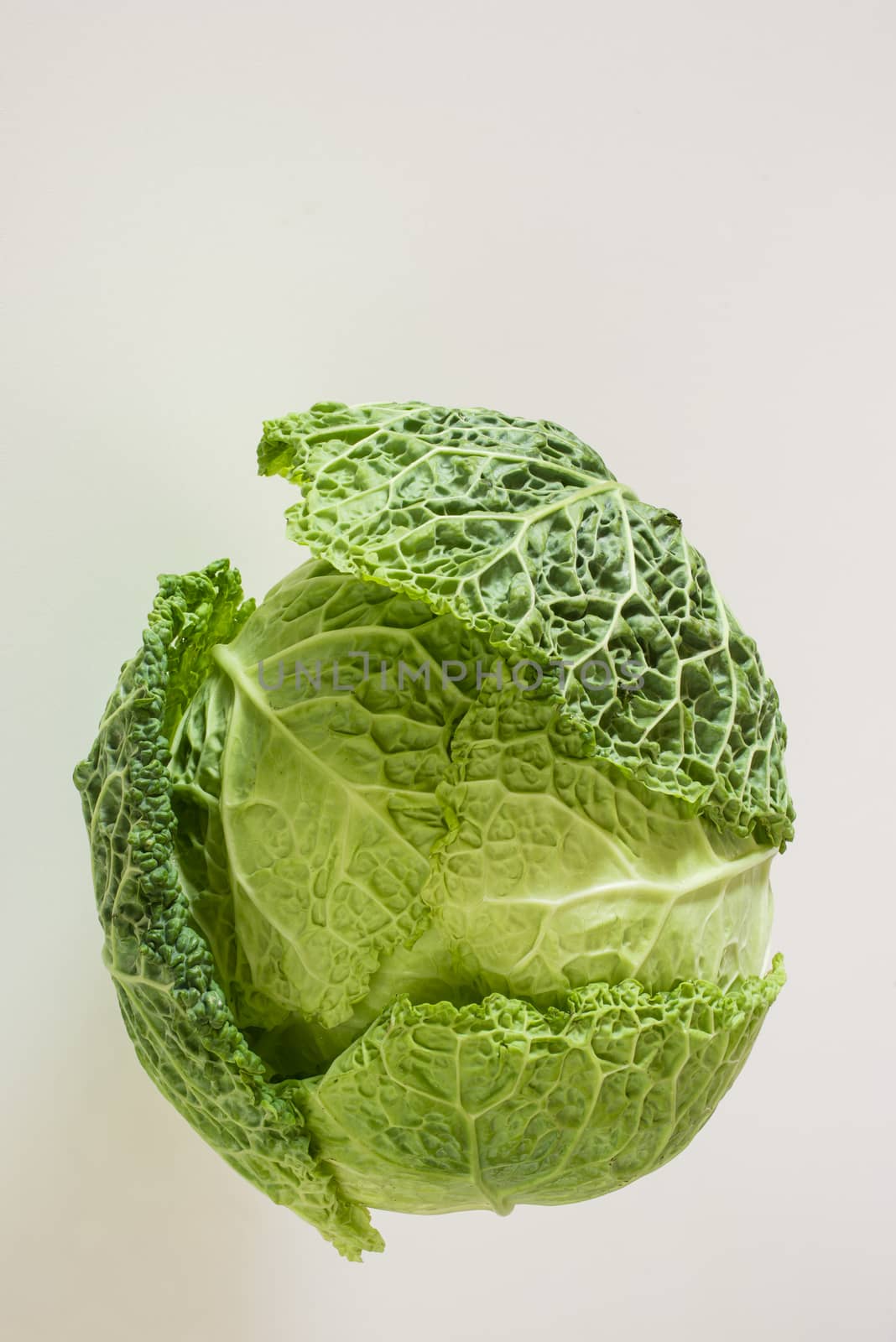 Green savoy cabbage on white background