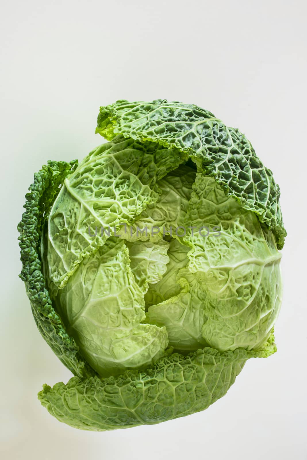 savoy cabbage on a white background  by AlessandroZocc