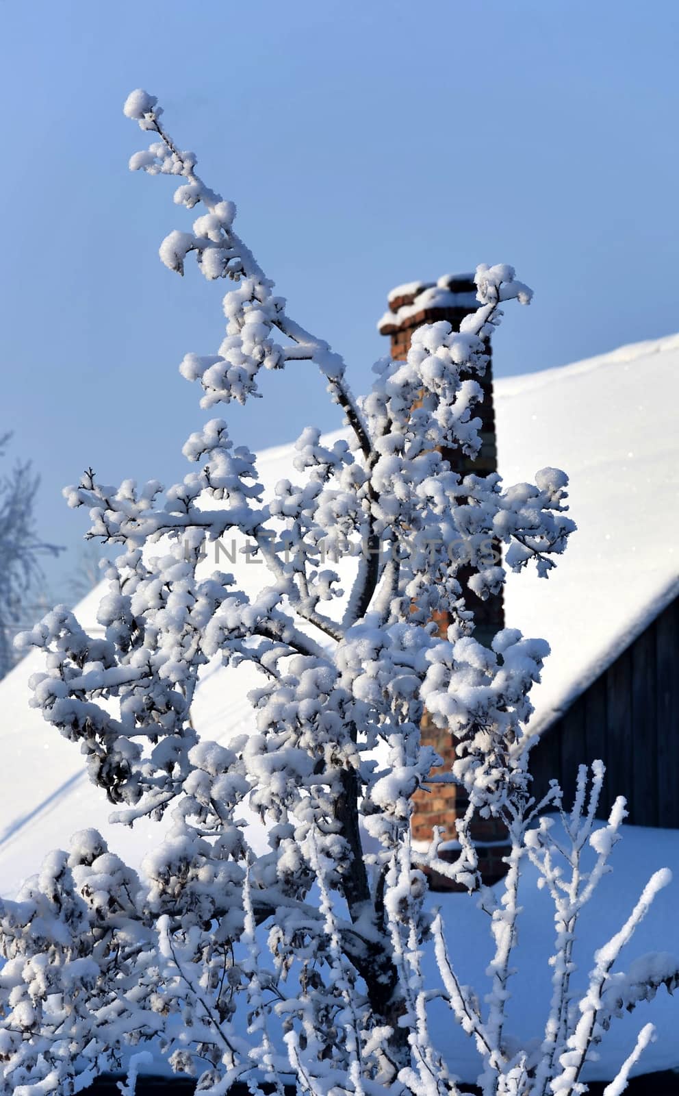 landscape with garden trees covered with fluffy white snow, South Ural