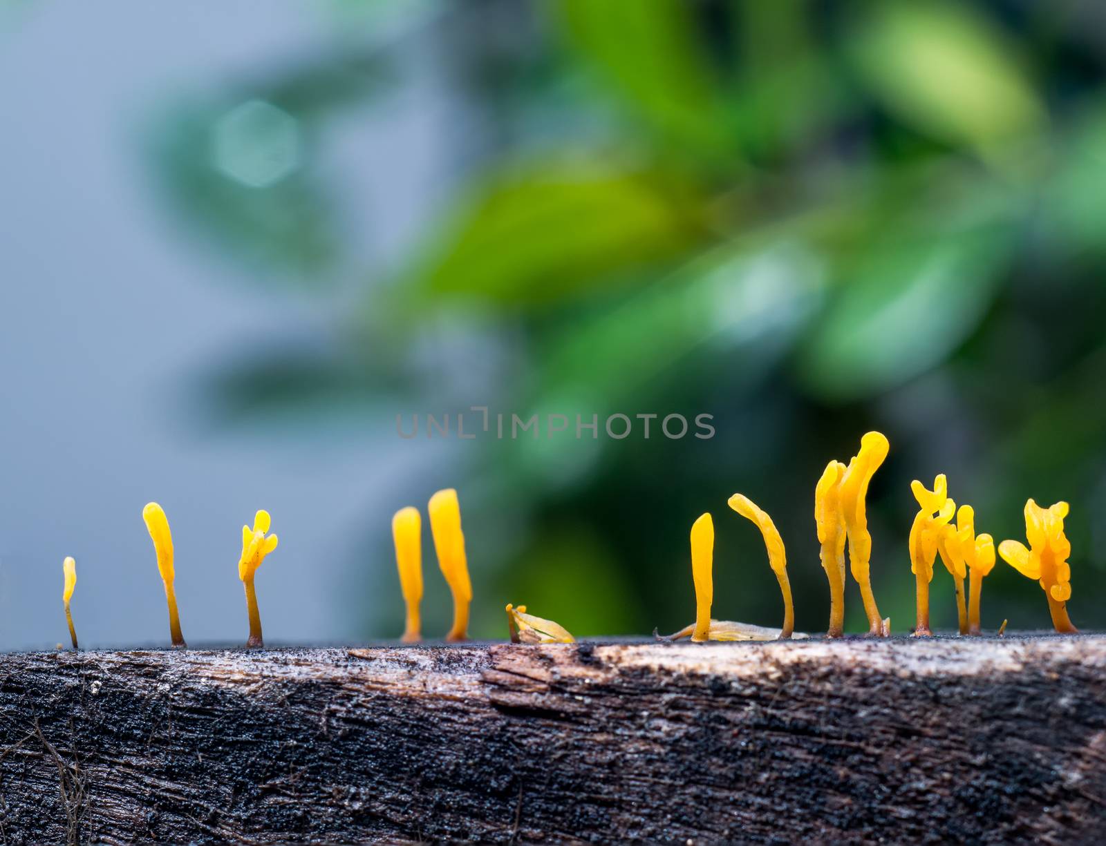 Dacryopinax spathularia,an edible jelly fungus,grows on rotting wood with defocus of green leaf background