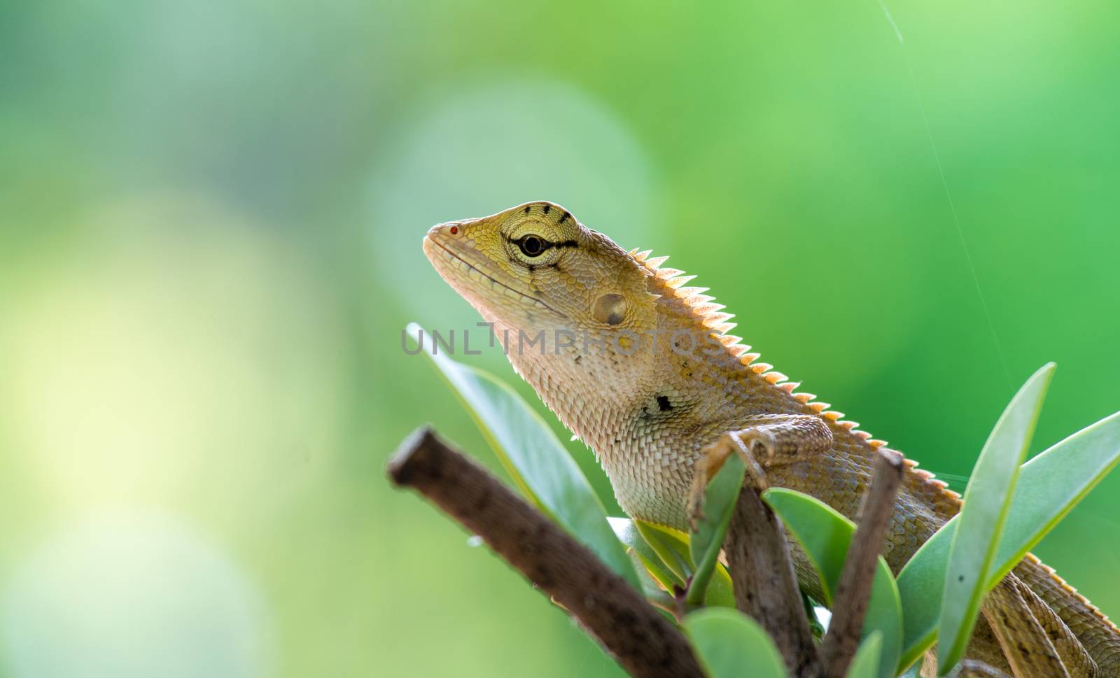 chameleon on the tree by antpkr