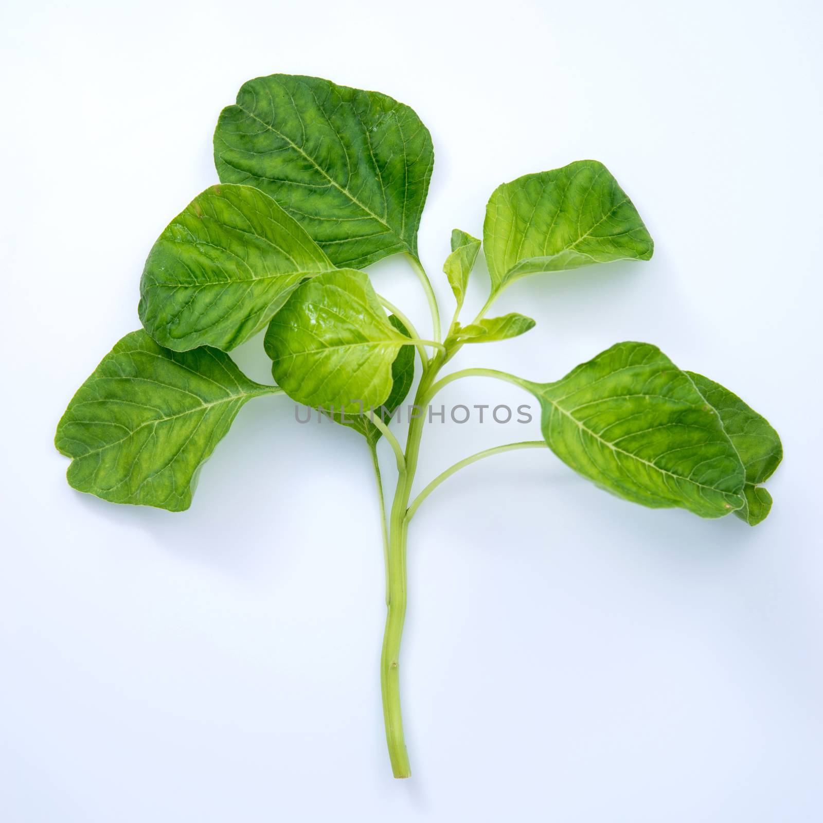 fresh spinach isolated on white background by antpkr