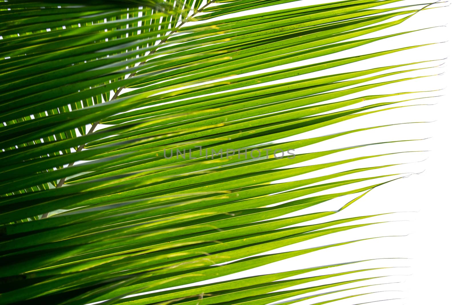 palm coconut leaves isolated on white background by antpkr