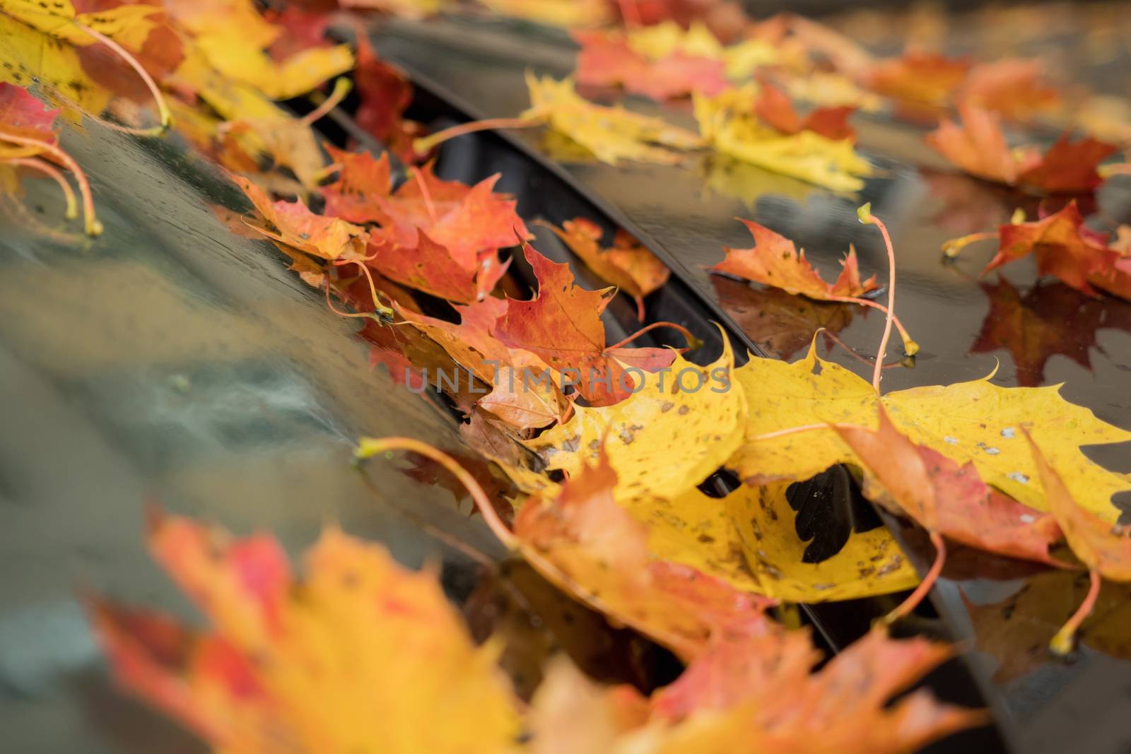Many leaves on a car in autumn