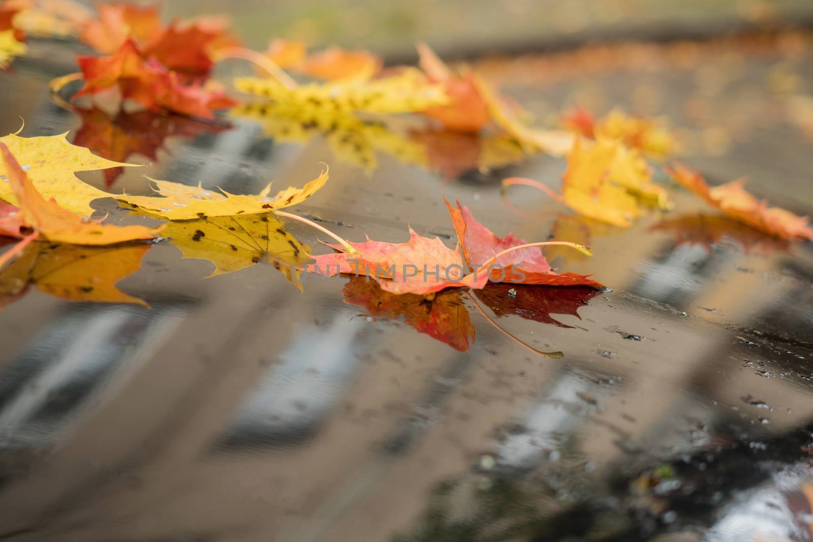 Many leaves on a car in autumn by sandra_fotodesign