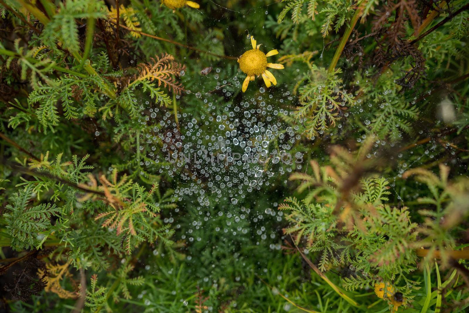 Spider web in the garden with rain drops