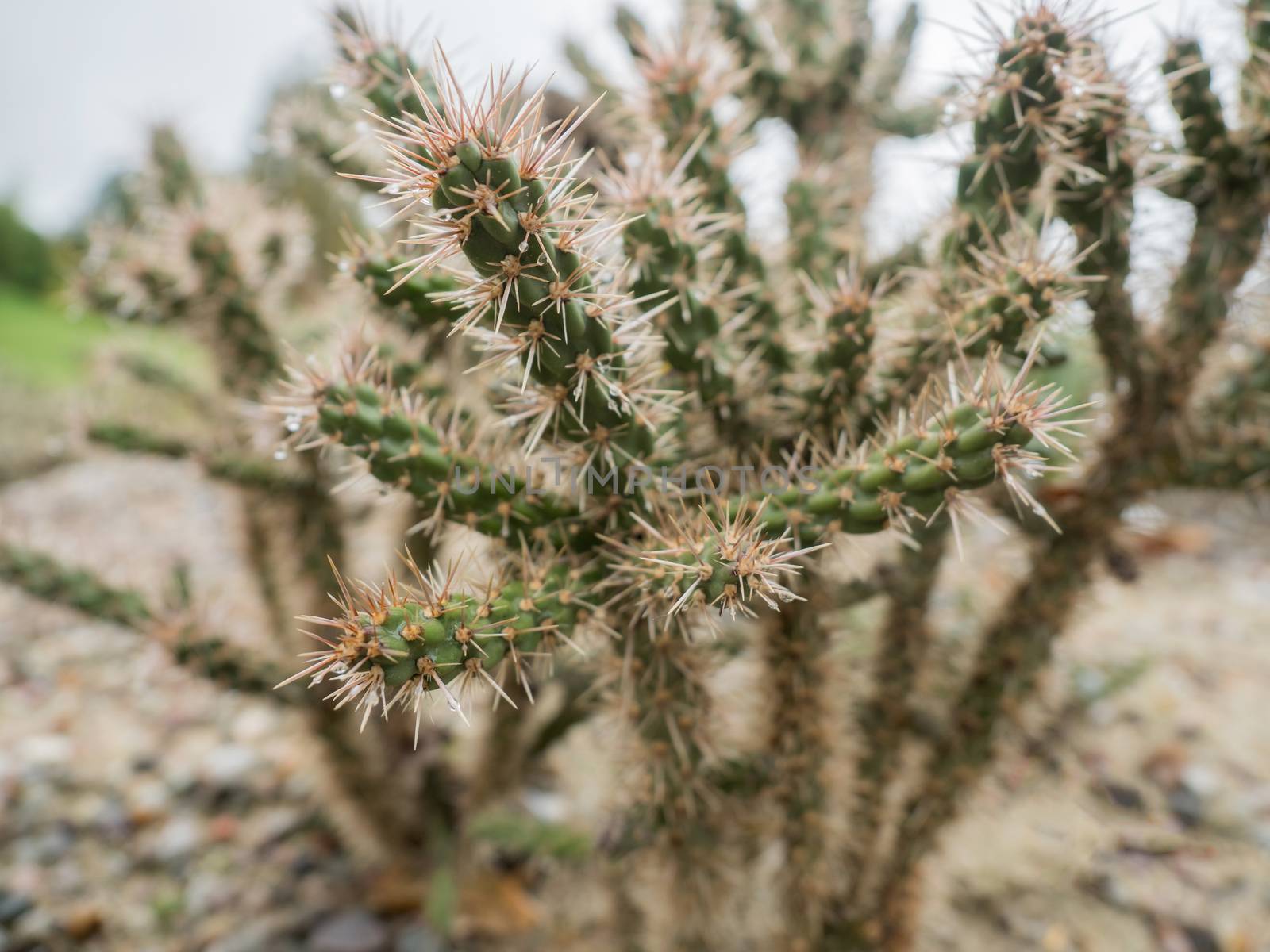 Spines of the cactus with rain drops