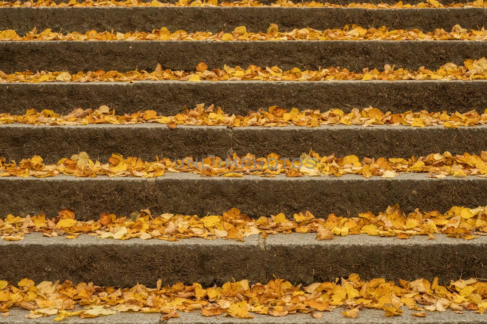 Staircase with autumn leaves