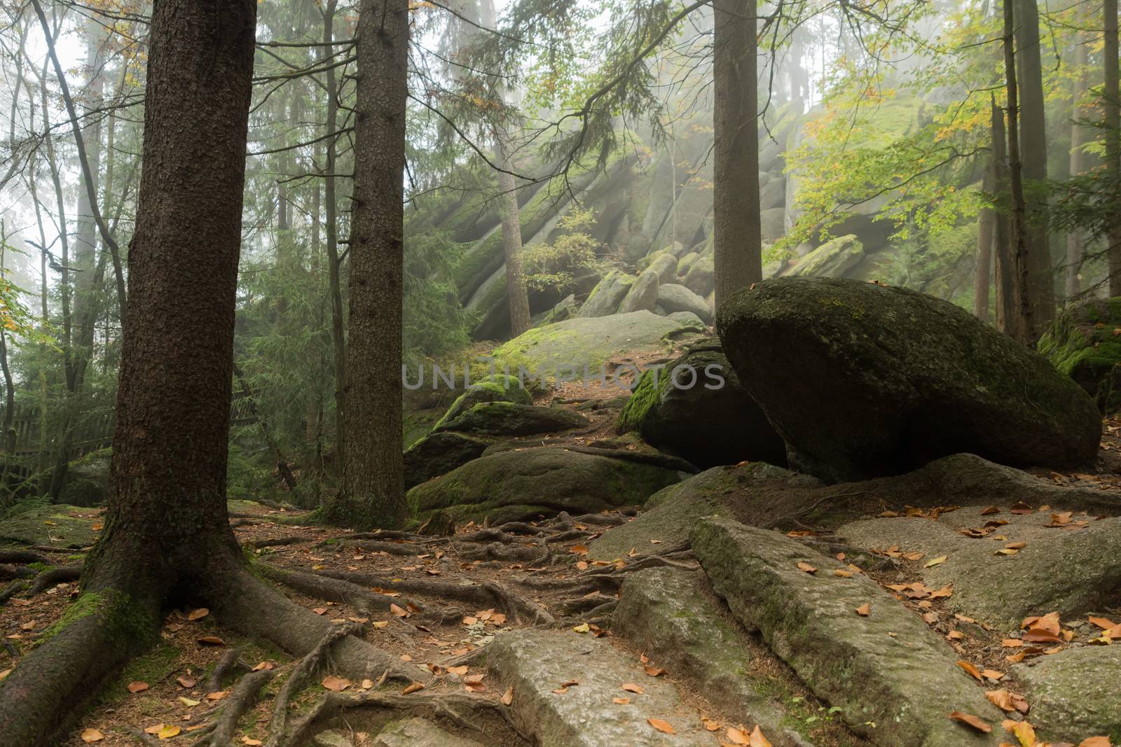 Huge rocks in the forest