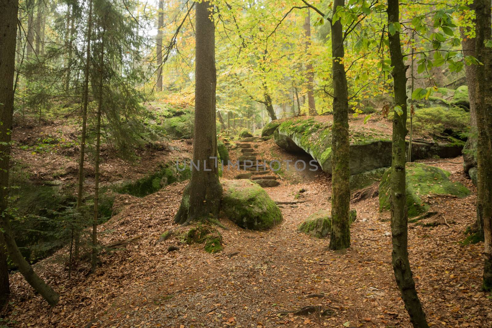 Autumn in the forest