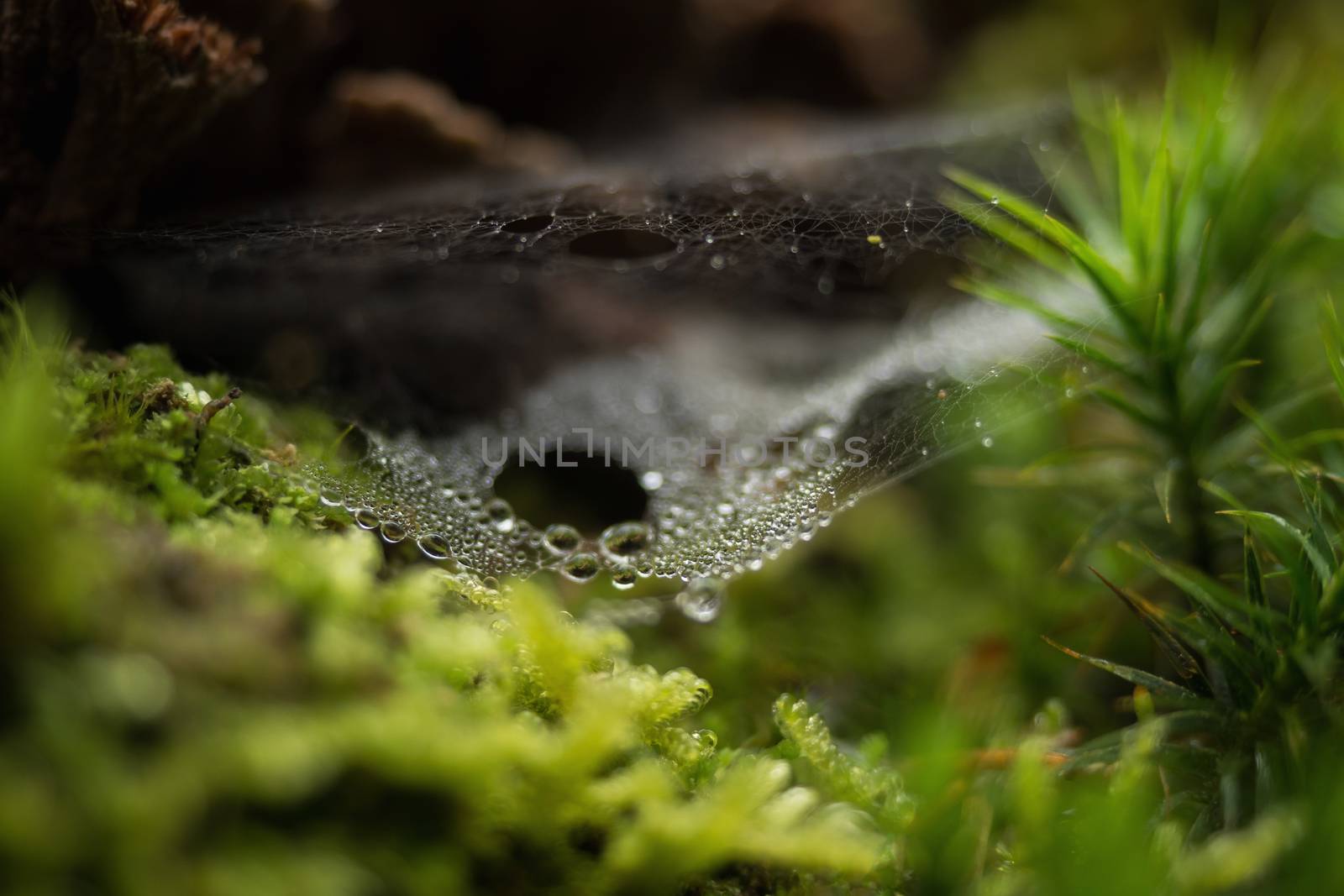 Spider web in the forest with rain drops