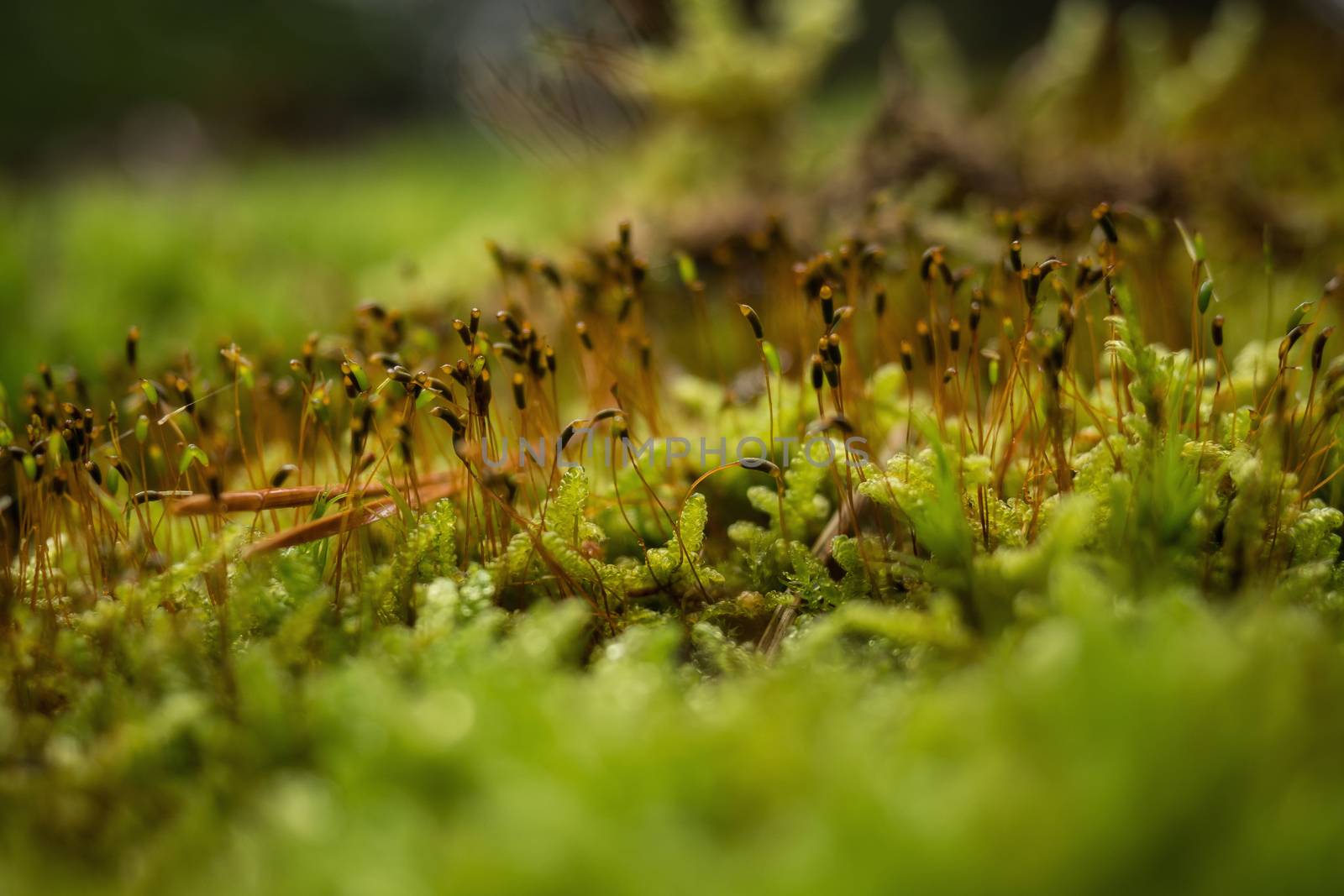 Mushrooms in the forest